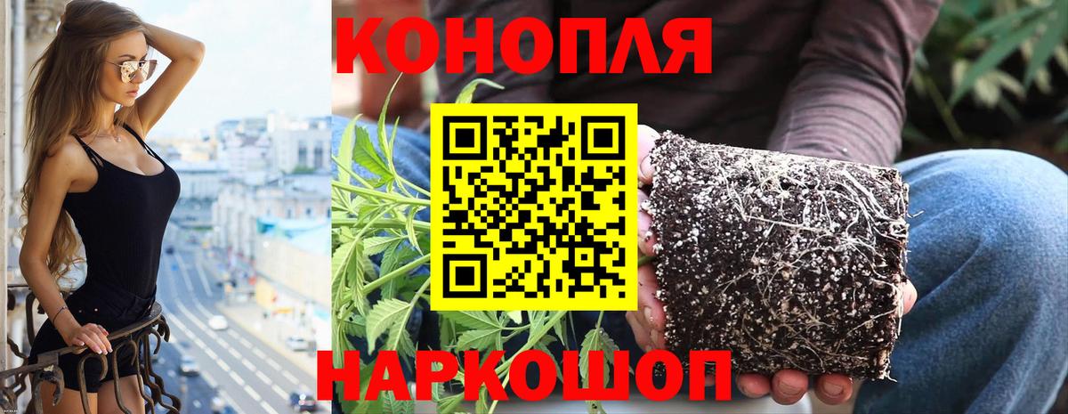 Шишки марихуана тримм  Конопля Ganja  Балашов  Конопля план  Вход с VPN 
